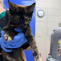 Thumbnail photo of Brownie #2