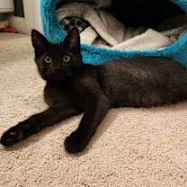 Thumbnail photo of Binxie Boy #3