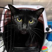 Thumbnail photo of Arctic #1