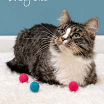 Thumbnail photo of Lindy Star #1