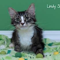 Thumbnail photo of Lindy Star #2