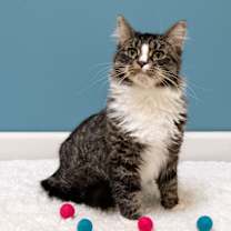 Thumbnail photo of Lindy Star #3