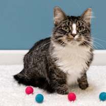 Thumbnail photo of Lindy Star #4