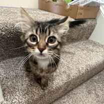 Thumbnail photo of Dancer & Dasher - BONDED #1