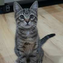 Thumbnail photo of Dancer & Dasher - BONDED #2