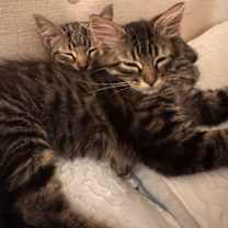 Thumbnail photo of Dancer & Dasher - BONDED #3