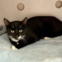 Thumbnail photo of Noel (petsmart) #3