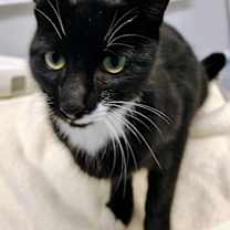 Thumbnail photo of Noel (petsmart) #4