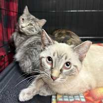 Thumbnail photo of Maximo #2