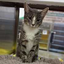 Thumbnail photo of Delilah 45610 #1