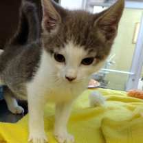 Thumbnail photo of Bacon 45410 #1