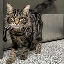 Thumbnail photo of Loki #1