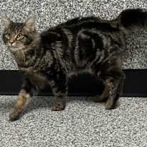 Thumbnail photo of Loki #2