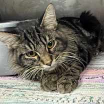 Thumbnail photo of Loki #4