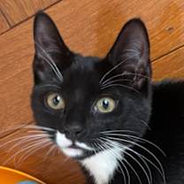 Thumbnail photo of Perchta Kosta - needs a cat bu #1