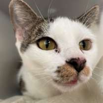 Thumbnail photo of Siesta #3