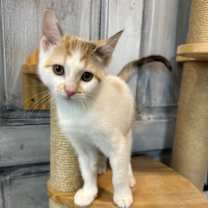 Thumbnail photo of Gerbil #1