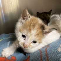 Thumbnail photo of Gerbil #3