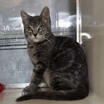 Thumbnail photo of Dody #1