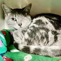 Thumbnail photo of Chloe #2