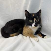 Thumbnail photo of Holly Golightly #1