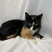 Thumbnail photo of Holly Golightly #2