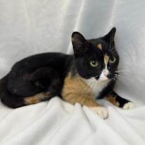 Thumbnail photo of Holly Golightly #3