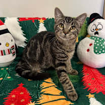 Thumbnail photo of Falcon #1