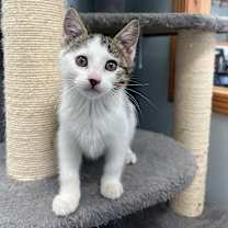 Thumbnail photo of Ginger #1