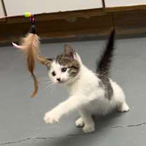 Thumbnail photo of Ginger #2