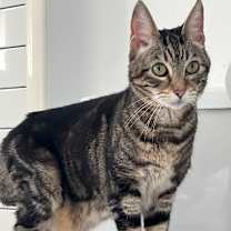 Thumbnail photo of Pippi aka Pipsqueak #3