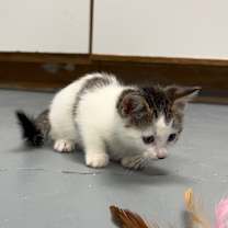 Thumbnail photo of Ginger #4