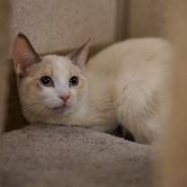 Thumbnail photo of Minty #1