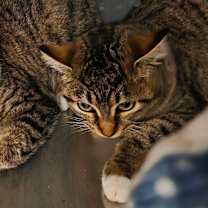 Thumbnail photo of Ruby #3