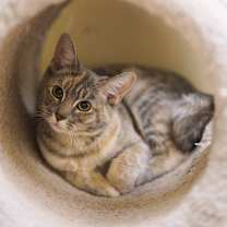 Thumbnail photo of Tabitha #1