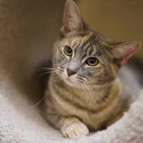 Thumbnail photo of Tabitha #3