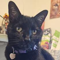 Thumbnail photo of Scar #1