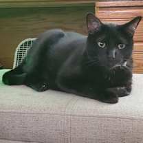 Thumbnail photo of Scar #3