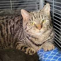 Thumbnail photo of Drusilla #4