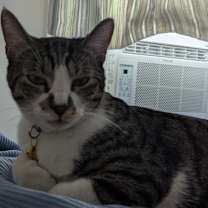 Thumbnail photo of Gigi #1