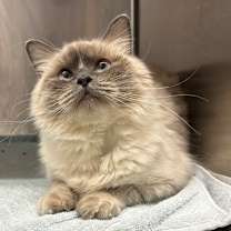 Thumbnail photo of Radha #1