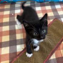 Thumbnail photo of *GIDGET #1