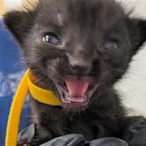 Thumbnail photo of *PIXIE #2