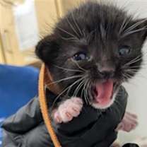 Thumbnail photo of *GIDGET #2