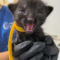 Thumbnail photo of *PIXIE #3