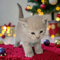 Thumbnail photo of Otis #1