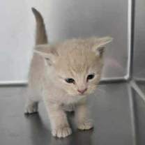 Thumbnail photo of Otis #2