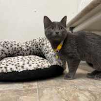 Thumbnail photo of Azul #1