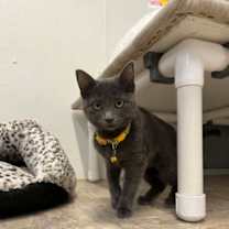 Thumbnail photo of Azul #2