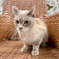 Thumbnail photo of Bonito #1